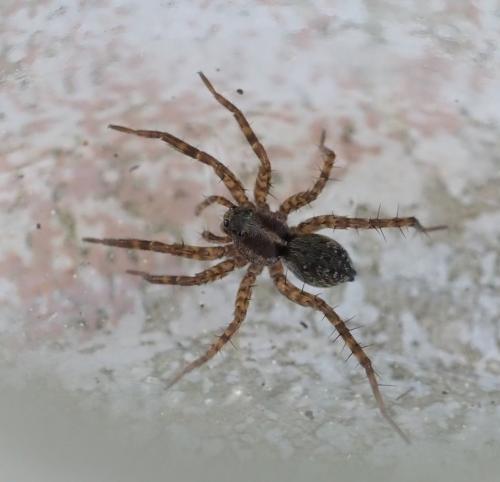 Réf. 244 821 : Pardosa sp.